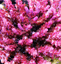 Vivid Confetti Acropora