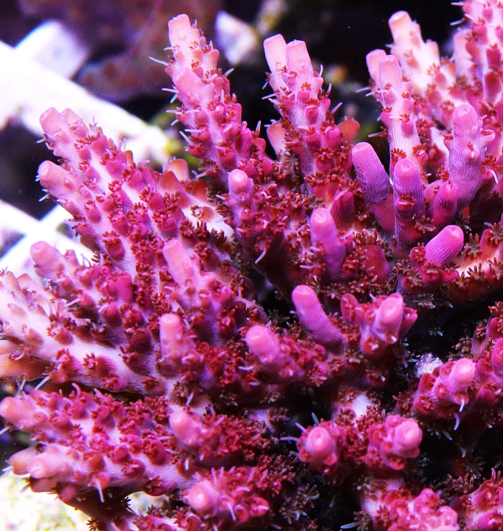 Vivid Confetti Acropora