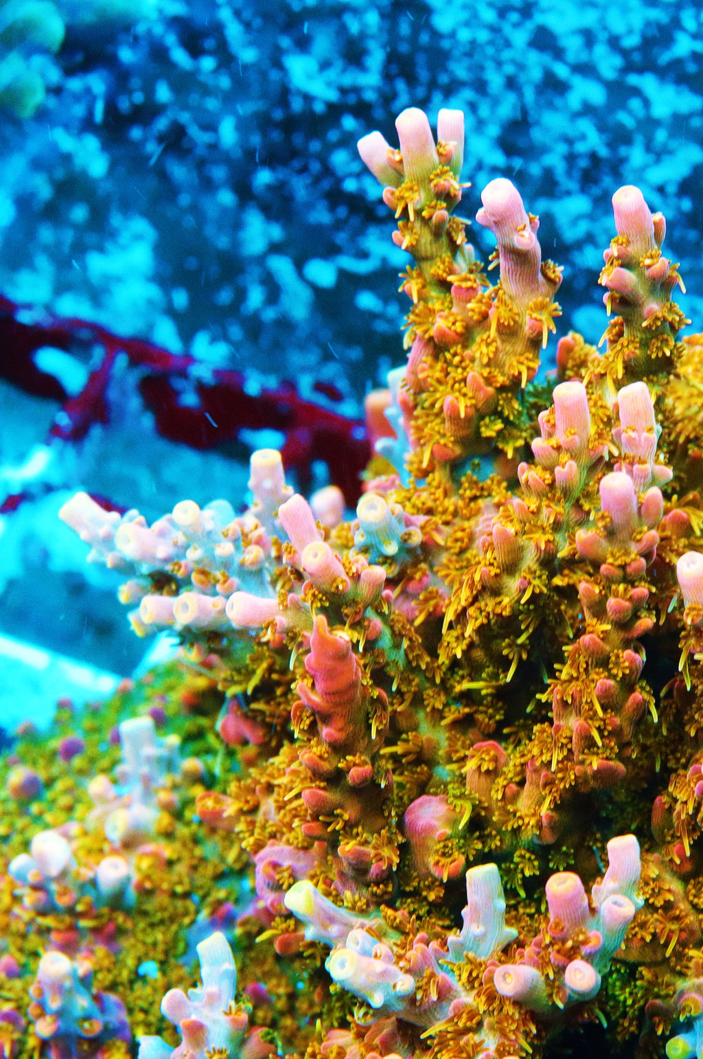 Voodoo Majick Acropora