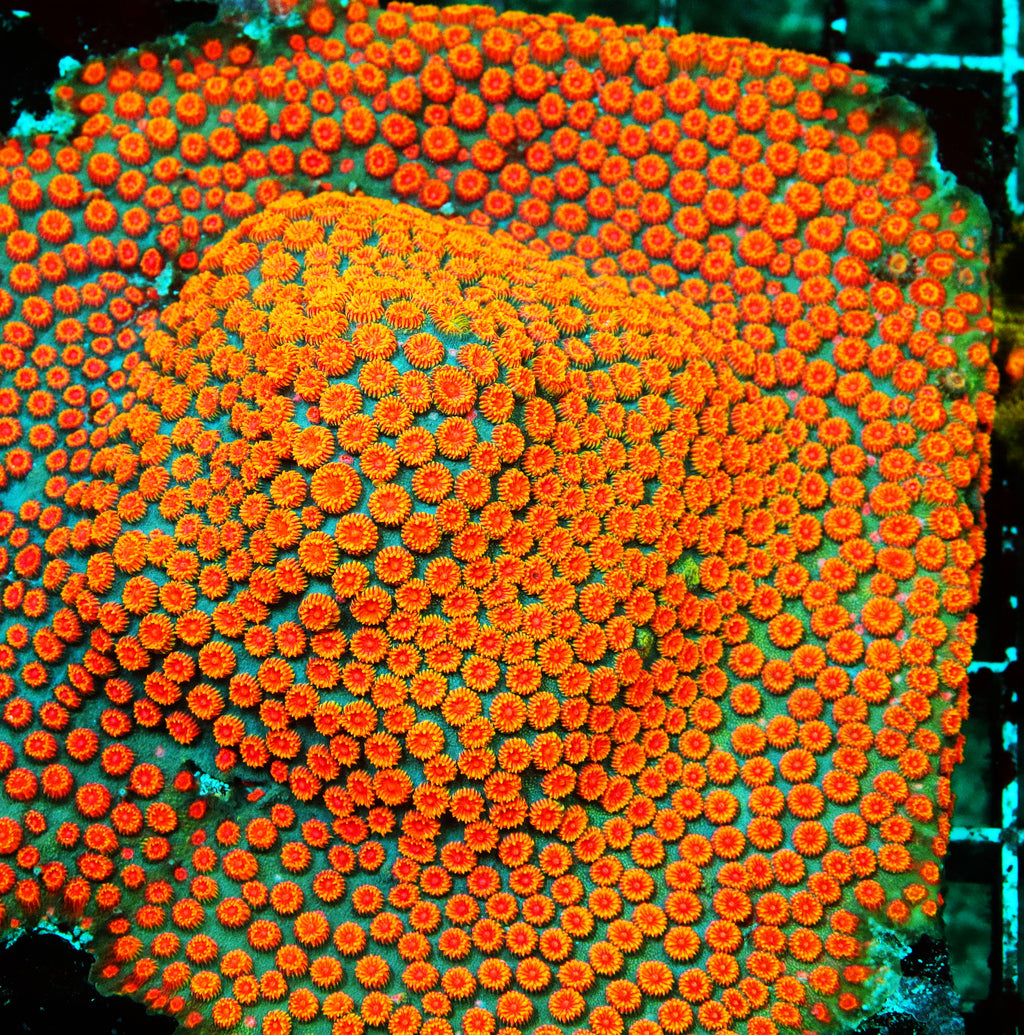WWC Bizarro Cyphastrea