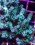 WWC Cookie Monster Acropora