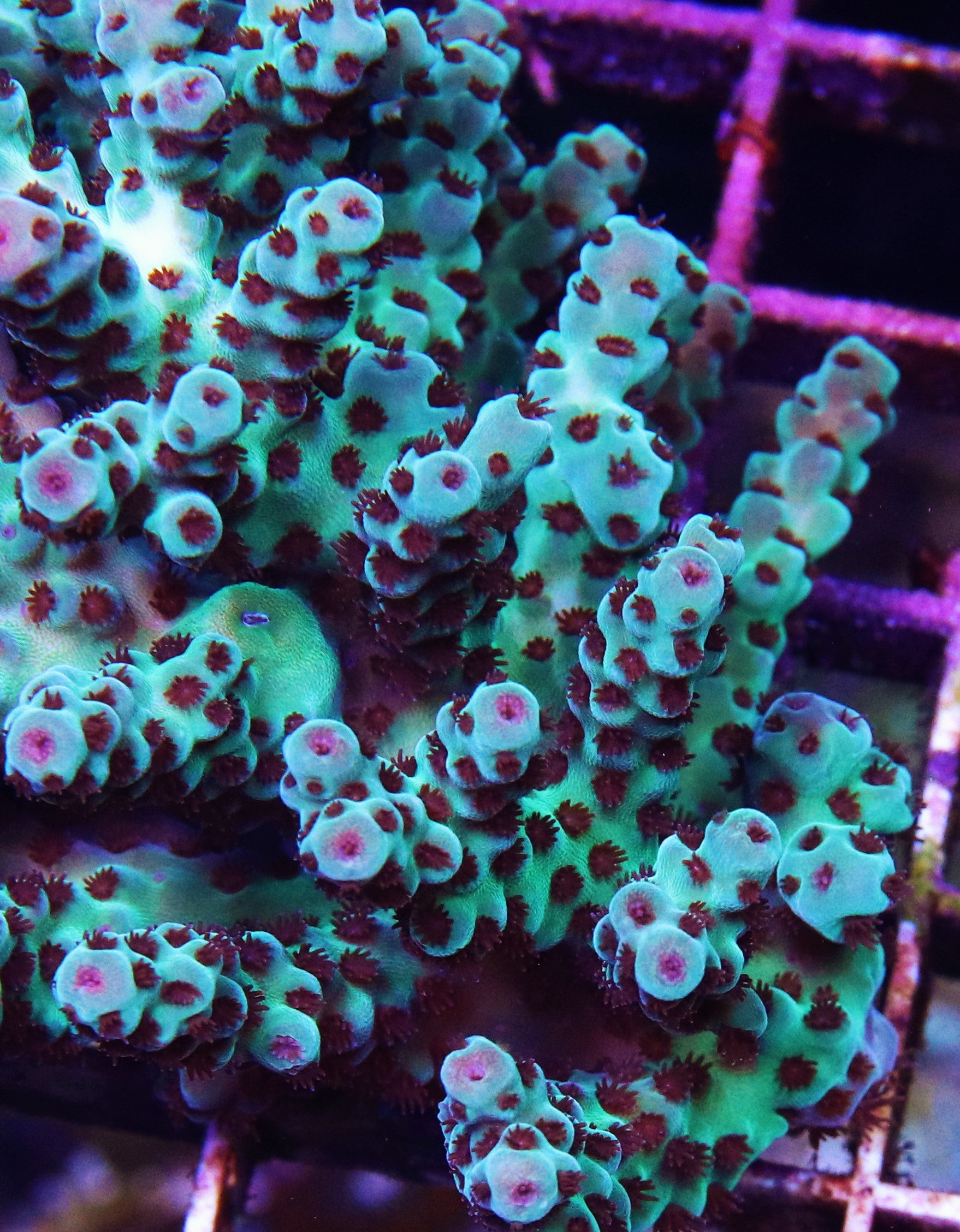 WWC Cookie Monster Acropora