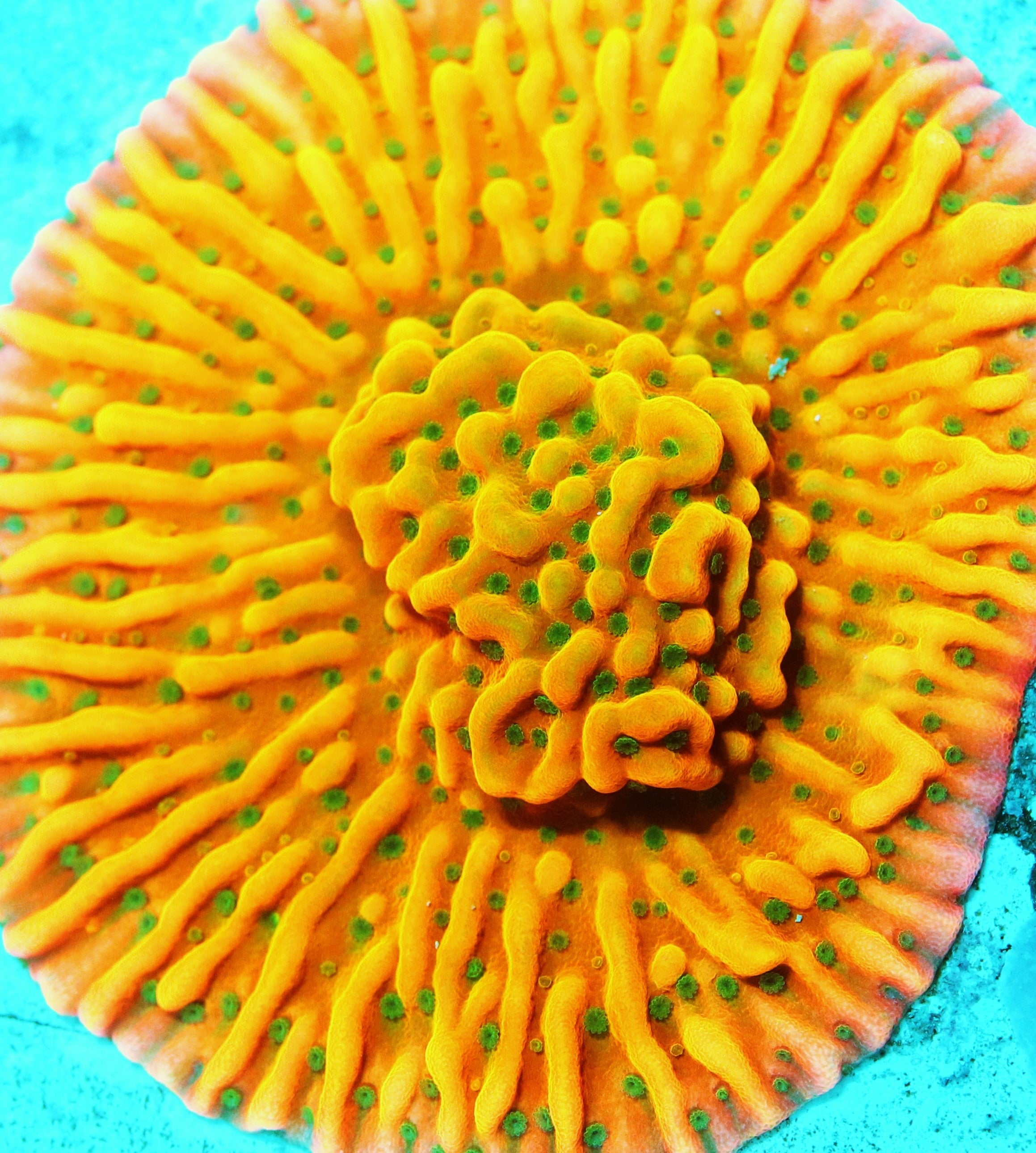 WWC Kung Poa Montipora