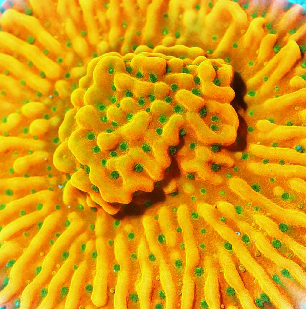 WWC Kung Poa Montipora