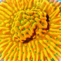 WWC Kung Poa Montipora