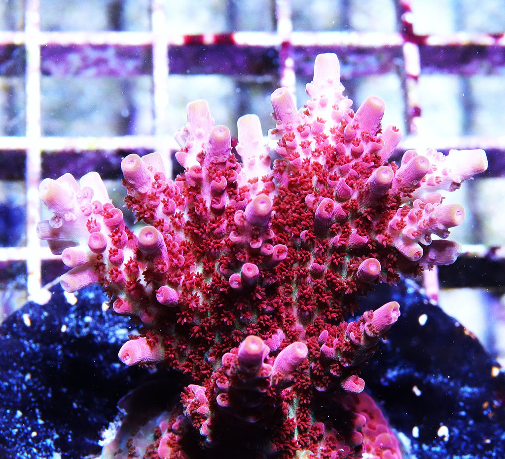 WWC Pink Passion Acropora