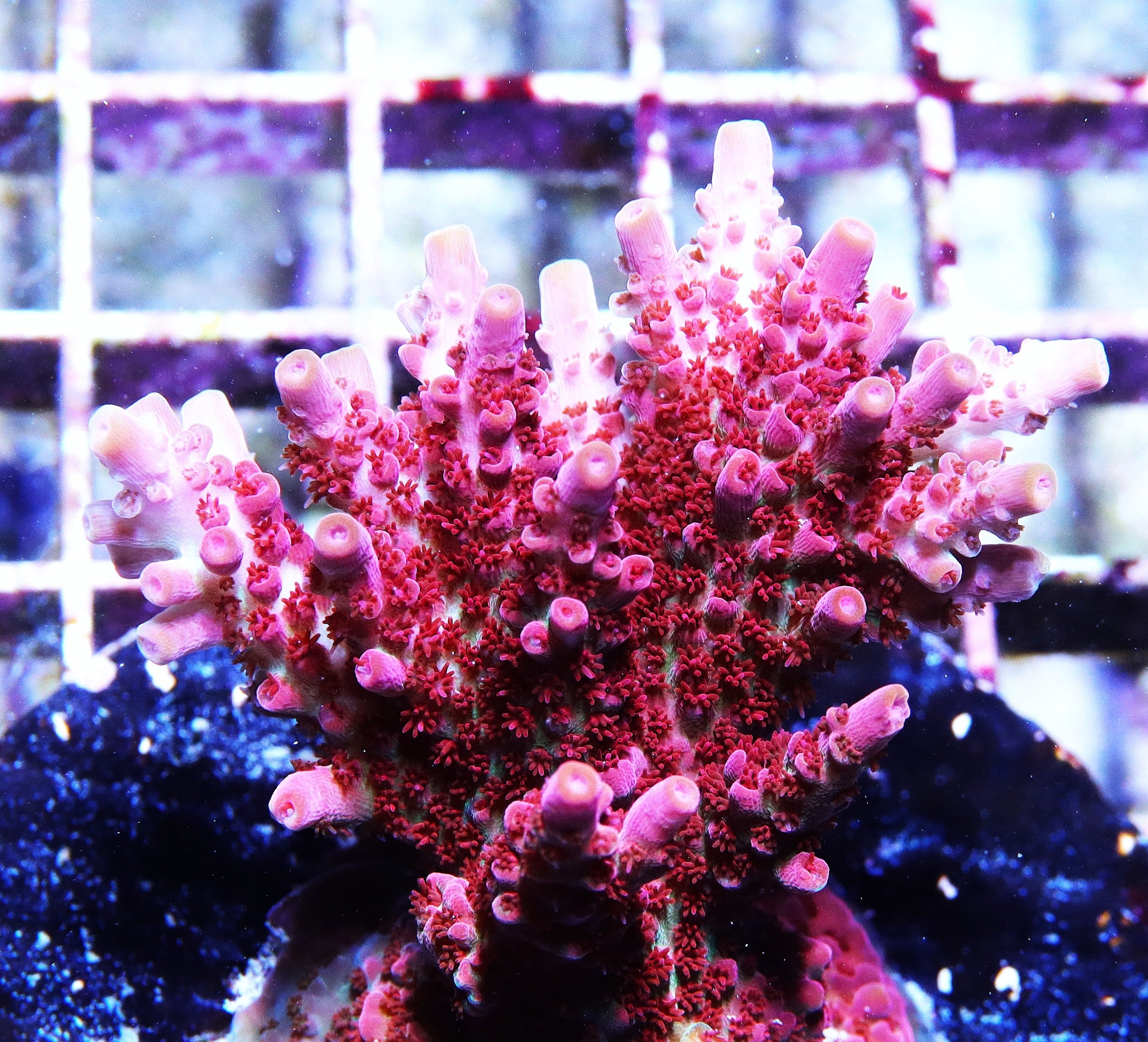 WWC Pink Passion Acropora
